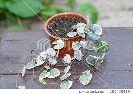 String of hearts, Ceropegia Woodii variegata in a pot 109430419