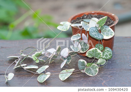 String of hearts, Ceropegia Woodii variegata in a pot String of hearts, Ceropegia Woodii variegata in a pot 109430420