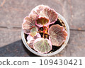 Saxifraga stolonifera tricolor, strawberry Geranium variegated 109430421