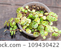 String of turtles Peperomia Prostrata trailing succulent house plant 109430422