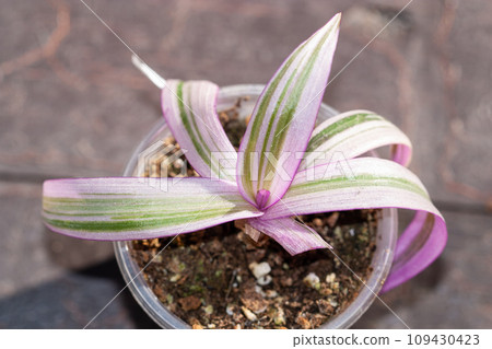 Tradescantia spathacea Rhoeo variegated pink plant in a pot Tradescantia spathacea Rhoeo variegated pink plant in a pot 109430423