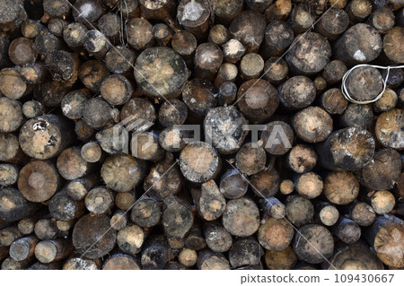 Sawn logs laid against the wall. Firewood for kindling. Sawn pine wood. Sawn logs laid against the wall. Firewood for kindling. Sawn pine wood. 109430667
