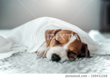 Jack russell terrier puppy sleeps Jack russell terrier puppy sleeps 109431208