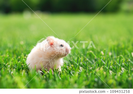 Little white hamster in green grass Little white hamster in green grass 109431258