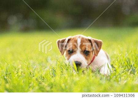 Tiny Jack Russel Terrier puppy laying on green grass 109431306