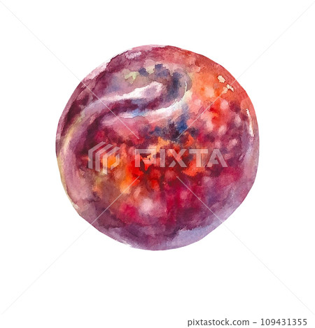 Juicy plum on an isolated on a white background. Realistic illustration with watercolor hand drawn. Would look great on fabric, kitchen towels or food packaging 109431355