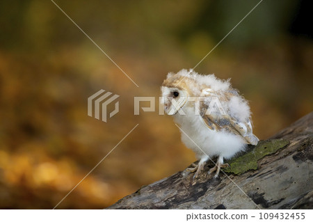 Owl nesting in autumn. Barn owl, Tyto alba, perched on tree trunk. Beautiful owl in autumn nature Owl nesting in autumn. Barn owl, Tyto alba, perched on tree trunk. Beautiful owl in autumn nature 109432455