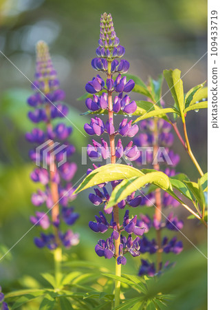 Close up for purple lupine flowers blooming on the sunny day; vertical picture Close up for purple lupine flowers blooming on the sunny day; vertical picture 109433719