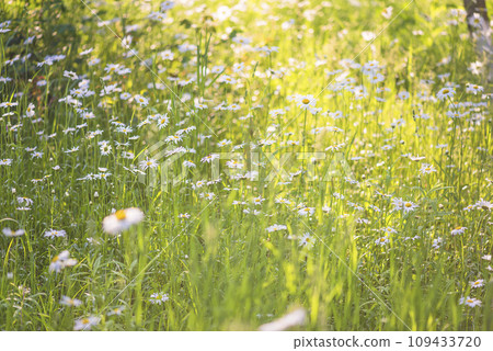Summer meadow with blooming white daises on the sunny day Summer meadow with blooming white daises on the sunny day 109433720