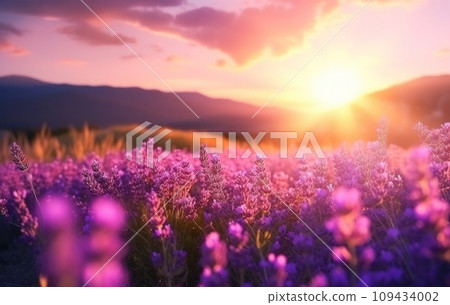 sunrise sun over lavender field in summer, sunrise sun over lavender field in summer, 109434002