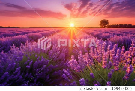 sunrise sun over lavender field in summer, sunrise sun over lavender field in summer, 109434006