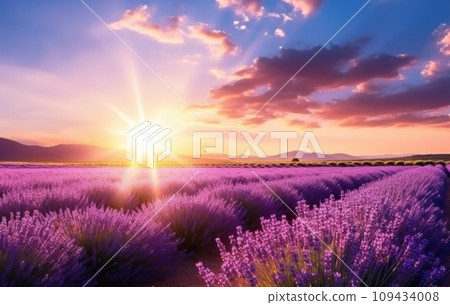 sunrise sun over lavender field in summer, 109434008