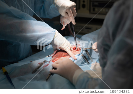 Surgery on a pet in veterinary surgery. A team of professional veterinary surgeons performs abdominal surgery on your pet. Surgery on a pet's abdominal cavity close-up. Surgery on a pet in veterinary surgery. A team of professional veterinary surgeons performs abdominal surgery on your pet. Surgery on a pet's abdominal cavity close-up. 109434281