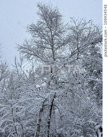 A white birch tree covered with snow standing in nature A white birch tree covered with snow standing in nature 109434548