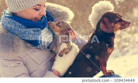 Woman playing with dogs during winter Woman playing with dogs during winter 109434649