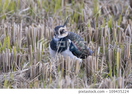 青金石在稻田裡尋找食物 青金石在稻田裡尋找食物 109435224