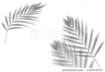 Shadow from a palm leaf , blank for the designer 109435635