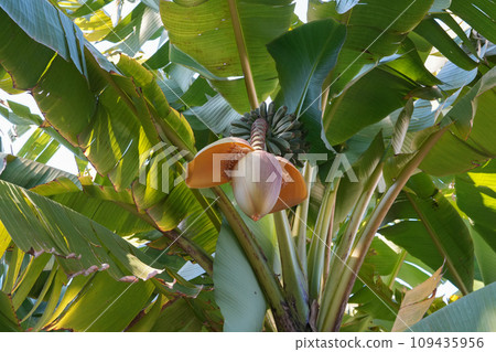 芭蕉的花 芭蕉的花 109435956