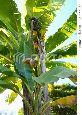 芭蕉的花 芭蕉的花 109435958