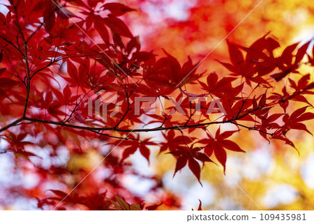 橫濱 12 月 倉木公園 17 秋葉 橫濱 12 月 倉木公園 17 秋葉 109435981