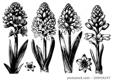 set Hyacinth Flowers line drawn on white background. Sketch hyacinth. Spring flowers. 109436247