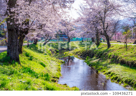 [Spring material] Cherry blossoms in Oshino Village [Yamanashi Prefecture] 109436271