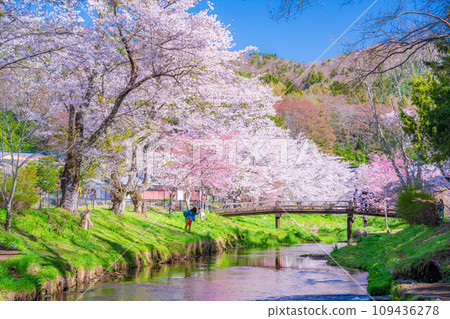 [春天素材]忍野村的櫻花[山梨縣] 109436278