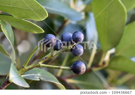 沙林拜水果 109436667