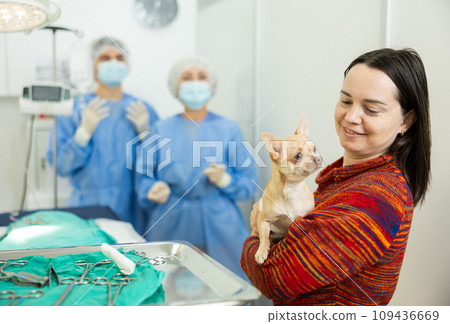 Woman bringing chihuahua with bandaged abdomen to veterinary clinic for procedure Woman bringing chihuahua with bandaged abdomen to veterinary clinic for procedure 109436669