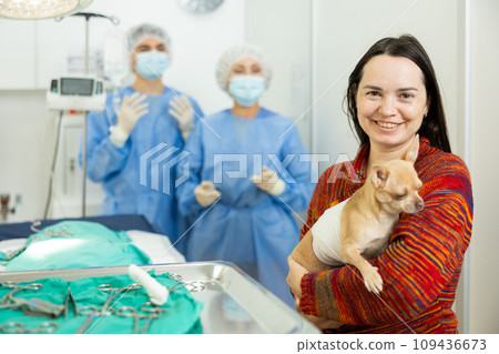 Woman bringing chihuahua with bandaged abdomen to veterinary clinic for procedure Woman bringing chihuahua with bandaged abdomen to veterinary clinic for procedure 109436673