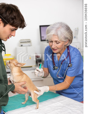 Guy owner chihuahua dog holds pet and helps veterinarian of clinic to carry out routine vaccination 109436698