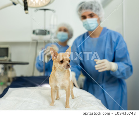 Chihuahua with bandaged belly awaiting for surgery in veterinary clinic with veterinarians 109436748