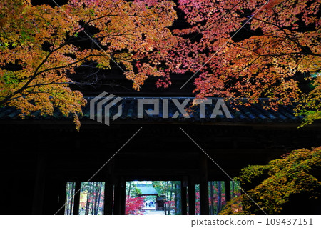 Autumn leaves 7033 Autumn leaves 7033 109437151