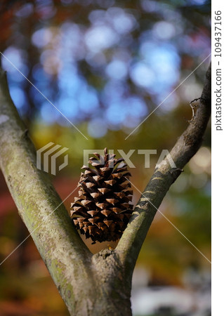 pine cone 47 109437166