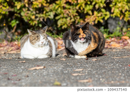 friendly cats friendly cats 109437540