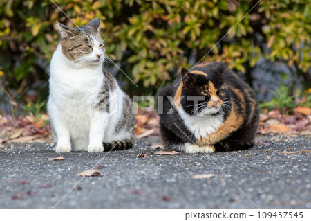 friendly cats friendly cats 109437545