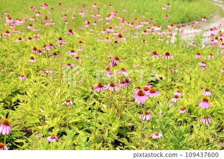 紫錐菊花 紫錐菊花 109437600