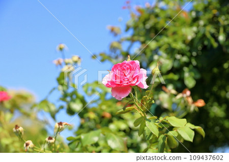 Rose flower parade 109437602