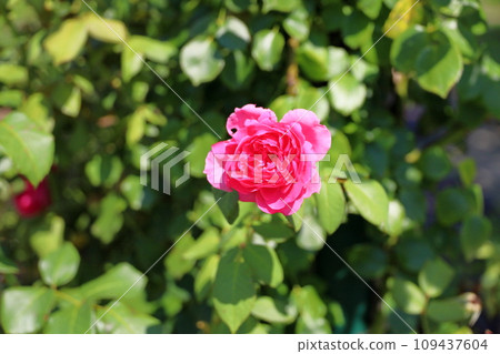 Rose flower parade 109437604