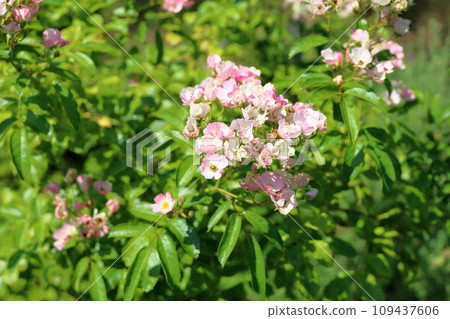 Rose flower ballerina Rose flower ballerina 109437606