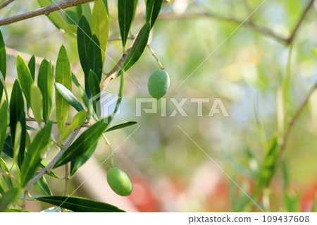Refreshing olive fruit Refreshing olive fruit 109437608