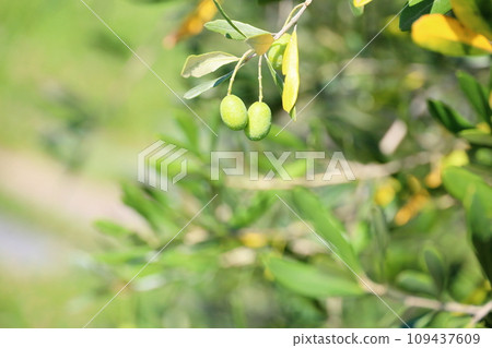 清爽的橄欖果 109437609