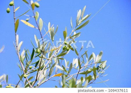 清爽的橄欖果 109437611