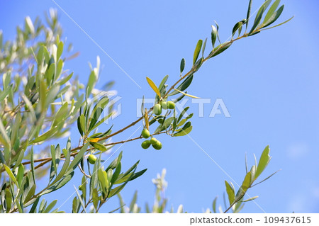 Refreshing olive fruit 109437615