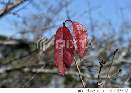 Sakura leaves 109437802