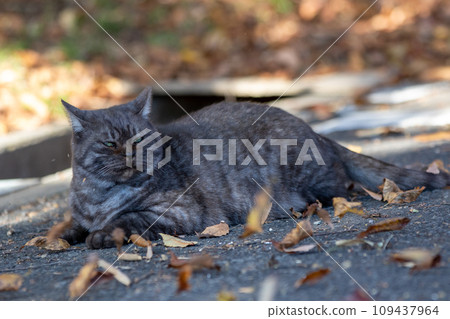 A gray cat lying in a park with falling leaves 109437964