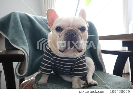 French bulldog French bulldog 109438069