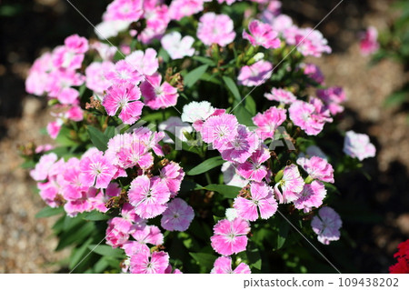 石竹花 109438202