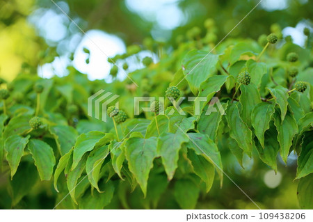 Fruit of Yamabote 109438206