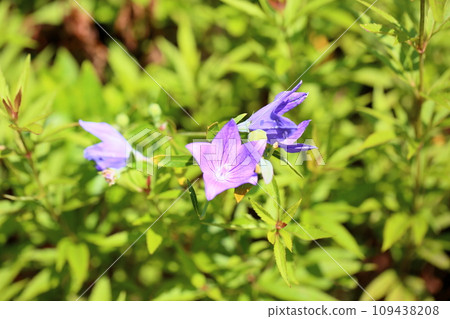 菊花的花朵 109438208